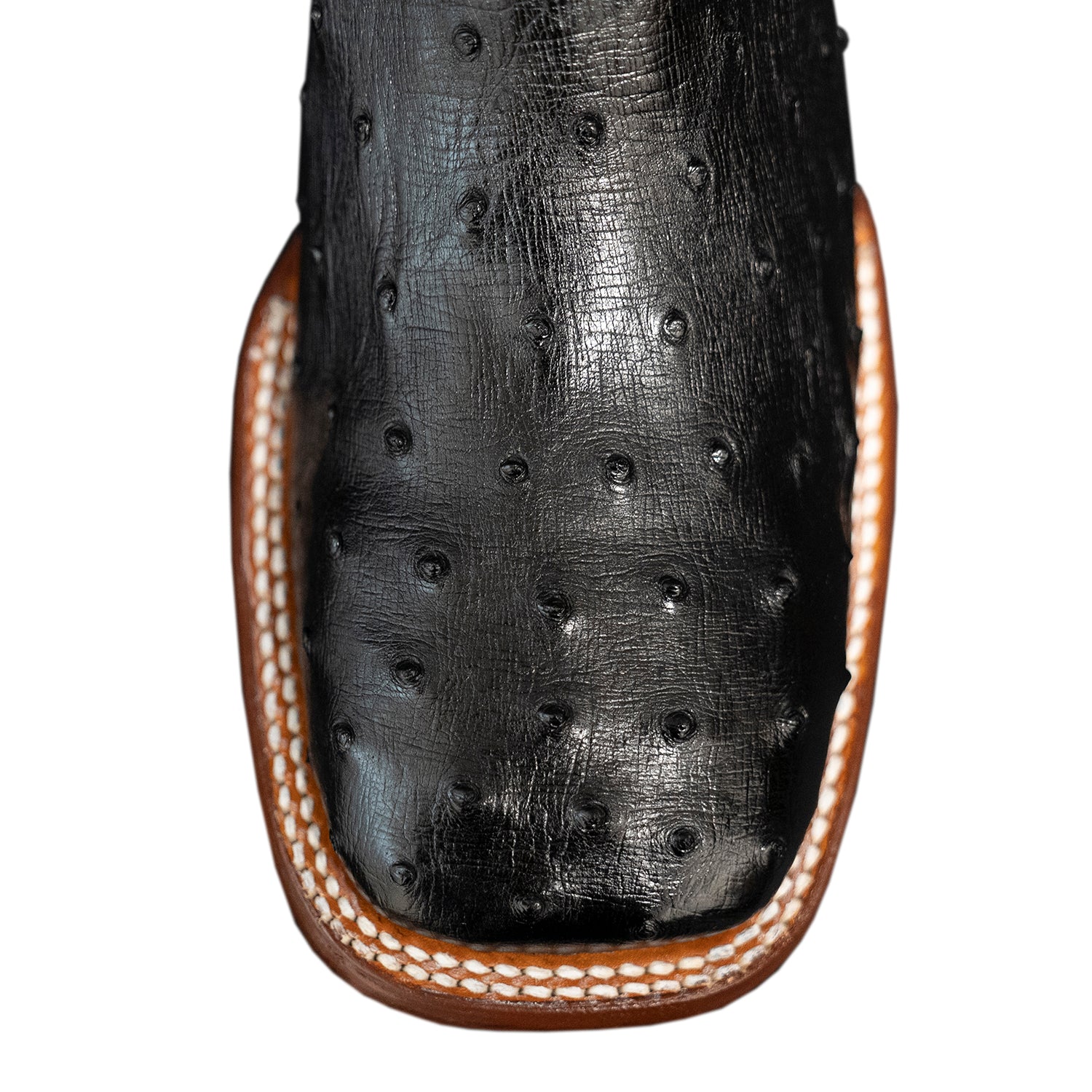 The San Jacinto | Black Ostrich